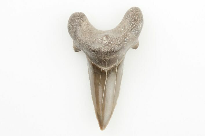 Rare, Fossil Shark (Cretodus) Tooth - Carlile Shale, Kansas #197359